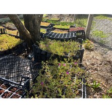 Yerörtücü Acem Halısı / Asteriks Çiçeği 45 Adet