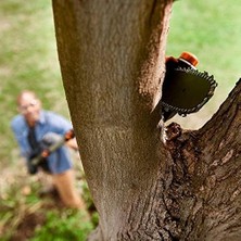 Enyaza Home Worx WG349E 20VOLT 2.0AH Li-Ion Tek Akülü 20CM Profesyonel Teleskobik Saplı Açı Ayarlı Zincirli Dal Budama