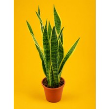 Tunç Botanik ALACALI PAŞA KILICI SANSEVİERİA - BÜYÜK BOY 50-60 CM