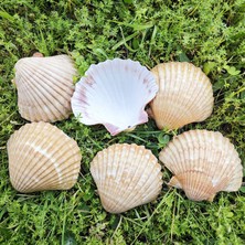Tahtakale Toptancı Pecten Pair Of Flatt Yellow Kiloluk Deniz Kabuğu  (1 Kg)