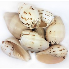Tahtakale Toptancı Melo Diadema Kiloluk Deniz Kabuğu (1 Kg)