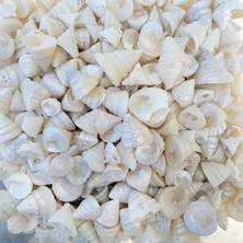 Tahtakale Toptancı Astrea Undosa Naturel Minik Boy Kiloluk Deniz Kabuğu (1 Kg)