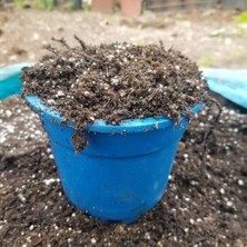 Ases Bluberry Yaban Mersini Toprağı  30 Litre