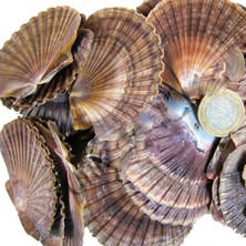 Tahtakale Toptancı Pecten Dıegensis Kiloluk Deniz Kabuğu (1 Kg)