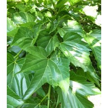 Ases 3 Yaş Tüplü Aşılı,meyve Vermeyen ,gölgelik Çınar Yapraklı Dut Fidanı Boy 180-200 cm