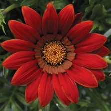 megcito Gazanya Büyük Çiçekli Kırmızı Renk - Saksılık 5 Tohum