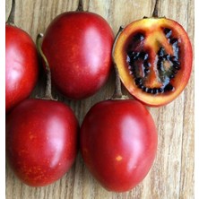 Ases Tüplü 2 Yaş Tamarillo (Domates Ağacı) Fidanı 50-70 cm