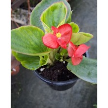 The Best Online Thebestonline Yeşil Yapraklı Kırmızı Çiçekli Şeker Begonya, Saksıda