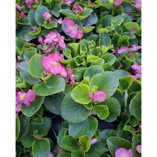 The Best Online Thebestonline Yeşil Yapraklı Pembe Çiçekli Şeker Begonya, Saksıda