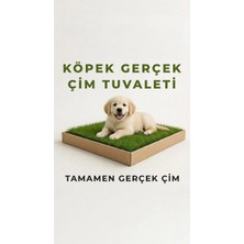 Pati Nefes Köpek Canlı Çim Tuvaleti
