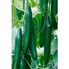 MarkEntegra 50 Adet Bol Verimli Salatalık Tohumu, Bahçecilik Için