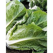 MarkEntegra Marul Yedıkule Tohumu, 1000 Adet, Bahçe Yetiştiriciliği Için Ekonomik