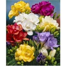 MarkEntegra Karışık Renklerde 5 Adet Katmerli Frezya Çiçeği Soğanı