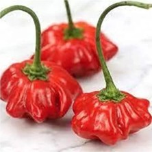 MarkEntegra 25 Adet Nadir Gül Biberi Tohumu, Bahçe Için