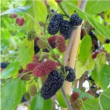 MarkEntegra 1-2 Yaş Siyah Bodur Dut Fidanı, Bahçe Yetiştiriciliği Için