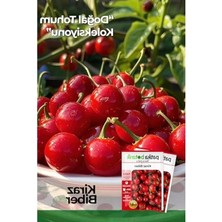 MarkEntegra 200 Adet Tatlı Kiraz Biber Tohumu - Bahçe Yetiştiriciliği Için