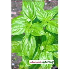 MarkEntegra Yeşil Fesleğen Tohumu, 1000 Adet, Bahçe ve Iç Mekan Yetiştiriciliği Için