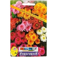 MarkEntegra Bodur Kasımpatı Çiçeği Tohumu