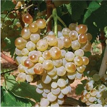 MarkEntegra Sarmalık Dolmalık Yapraklı Narince Üzüm Fidanı, Tüplü