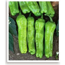 MarkEntegra Yeşil Biber Mazamort Tohumu, 100 Adet ile Bahçeniz Için Uygun