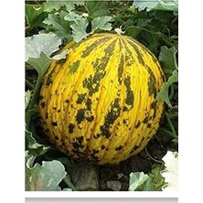 MarkEntegra 100 Adet Yerli Dalaman Kavunu Tohumu, Ata Tohumu Çeşidi