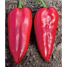 MarkEntegra Yöresel Yağlık Biber Tohumu, 100 Adet, Bahçe Yetiştiriciliği Için