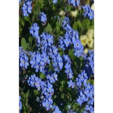 MarkEntegra 50 Adet Mavi Unutma Beni Çiçeği Tohumu, Bahçe Için