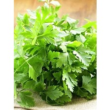 MarkEntegra 2500 Adet Yerli Maydanoz Tohumu, Verimli Yetiştirme Için