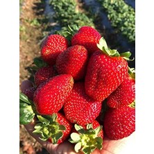 MarkEntegra 100 Adet Anadolu Çileği Tohumu, Doğal ve Lezzetli