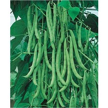 MarkEntegra Yerli Sırık Fasulye Tohumu, 50 Adet ile Tarımda Verimlilik