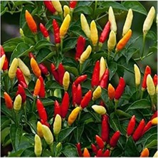 MarkEntegra 20 Adet Tabasco Acı Biber Tohumu - Bahçeniz Için Ideal