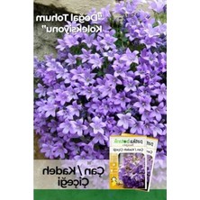 MarkEntegra 100 Adet Campanula Çiçek Tohumu, Bahçeniz Için Harika Seçenek