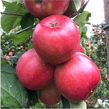 MarkEntegra Yarıbodur Aşılı Fuji Kiku Elma Fidanı, Sert Sulu ve Verimli