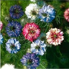 MarkEntegra 850 Tohum Içeren Karışık Renkte Çörek Otu Çiçeği Tohumu