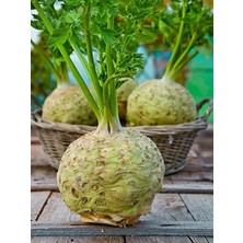 MarkEntegra Yerli Anadolu Kök Kerevizi Tohumu, 100 Adet Set