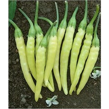 MarkEntegra Acil Turşuluk Acı Biber Tohumu, 100 Adet ile Bahçe Ürünleri