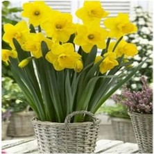 MarkEntegra 5 Adet Sarı Nergis Soğanı - Bahçe ve Saksı Için Uygun