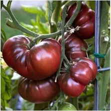 MarkEntegra 20 Adet Siyah Kırım Domates Tohumu, Bahçe Yetiştiriciliği Için