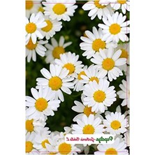 MarkEntegra Papatya Çiçeği Tohumu, Bahçeniz Için Güzel Seçenek