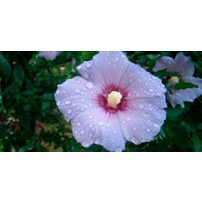 Taşkar Peyzaj Mor Hint Gülü ( Hıbıscus ) Ağacı ( 60- 90 cm ) - Tüplü