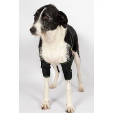 Petsuit Köpek Çift Dirsek Ateli