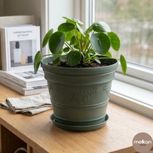 Melkan Home Papatya Desenli Dekoratif Yeşil Saksı 3 Litre – Dayanıklı Çiçek Saksısı, Balkon Bahçe ve Salon