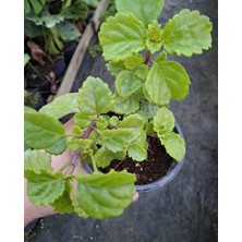 The Best Online Thebestonline Parlak Mustafa Bitkisi, Saksıda