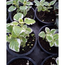 The Best Online Thebestonline Plectranthus Coleoides ( Alacalı Küba Kokulu ) Saksıda