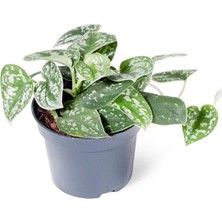 The Best Online Thebestonline Scindapsus Pictus Argyraeus - Salon Sarmaşığı Satin - Ev Ofis Salon Iç Mekan Bitkisi - 30 cm