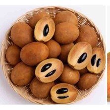 Aydoğdu Sapota Fruit(Manilkara Zapota)