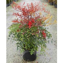 Aydoğdu Nandina Domestica Çalısı(Kırmızı Cennet Bambusu)