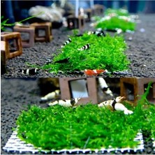 Hakay 10X10 cm Akvaryum Dekoru, Tele Sarılı Willi Moss