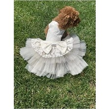 Hakay Kedi ve Köpekler Için Şık Gelinlik, Small Boy