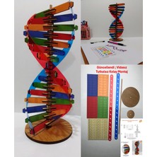 Özgürce Renkli Ahşap Dna Modeli Eğitim Seti 30 Cm, Bilim ve Keşif Aracı